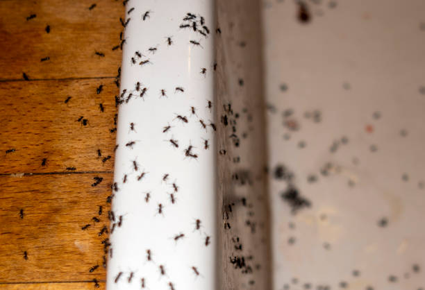 Best Emergency Pest Control  in Atlanta, GA