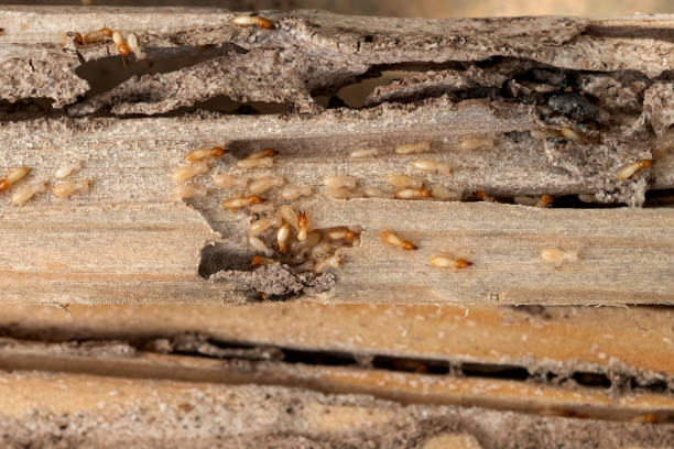 Best Exterminator Services  in Atlanta, GA